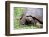 Ecuador, Galapagos, Santa Cruz Island, El Chato Ranch. Wild Galapagos Giant Tortoise dome-shaped.-Cindy Miller Hopkins-Framed Photographic Print