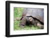 Ecuador, Galapagos, Santa Cruz Island, El Chato Ranch. Wild Galapagos Giant Tortoise dome-shaped.-Cindy Miller Hopkins-Framed Photographic Print