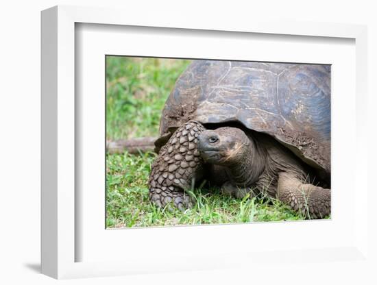 Ecuador, Galapagos, Santa Cruz Island, El Chato Ranch. Wild Galapagos Giant Tortoise dome-shaped.-Cindy Miller Hopkins-Framed Photographic Print