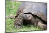 Ecuador, Galapagos, Santa Cruz Island, El Chato Ranch. Wild Galapagos Giant Tortoise dome-shaped.-Cindy Miller Hopkins-Mounted Photographic Print
