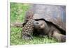 Ecuador, Galapagos, Santa Cruz Island, El Chato Ranch. Wild Galapagos Giant Tortoise dome-shaped.-Cindy Miller Hopkins-Framed Photographic Print