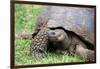 Ecuador, Galapagos, Santa Cruz Island, El Chato Ranch. Wild Galapagos Giant Tortoise dome-shaped.-Cindy Miller Hopkins-Framed Photographic Print