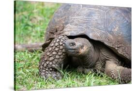 Ecuador, Galapagos, Santa Cruz Island, El Chato Ranch. Wild Galapagos Giant Tortoise dome-shaped.-Cindy Miller Hopkins-Stretched Canvas