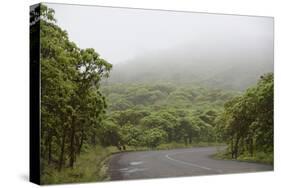 Ecuador, Galapagos, Santa Cruz Island. Forest on the Santa Cruz Road-Kevin Oke-Stretched Canvas