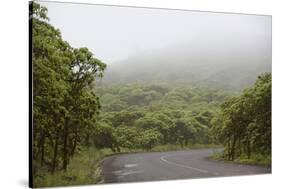 Ecuador, Galapagos, Santa Cruz Island. Forest on the Santa Cruz Road-Kevin Oke-Stretched Canvas