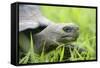 Ecuador, Galapagos, Santa Cruz Island. Galapagos Giant Tortoise-Kevin Oke-Framed Stretched Canvas