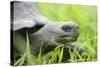 Ecuador, Galapagos, Santa Cruz Island. Galapagos Giant Tortoise-Kevin Oke-Stretched Canvas