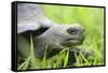 Ecuador, Galapagos, Santa Cruz Island. Galapagos Giant Tortoise-Kevin Oke-Framed Stretched Canvas