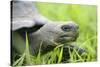 Ecuador, Galapagos, Santa Cruz Island. Galapagos Giant Tortoise-Kevin Oke-Stretched Canvas