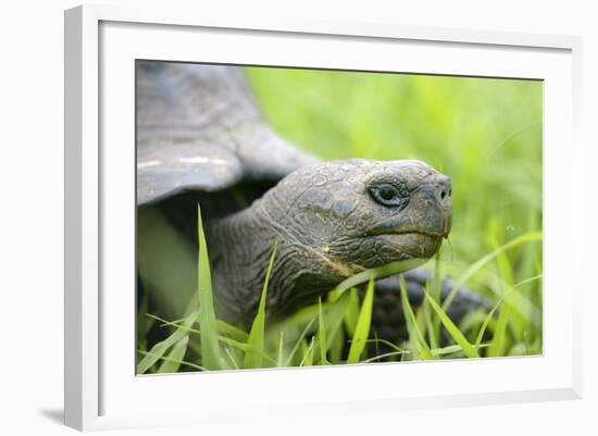 Ecuador, Galapagos, Santa Cruz Island. Galapagos Giant Tortoise-Kevin Oke-Framed Photographic Print