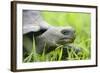 Ecuador, Galapagos, Santa Cruz Island. Galapagos Giant Tortoise-Kevin Oke-Framed Photographic Print