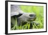 Ecuador, Galapagos, Santa Cruz Island. Galapagos Giant Tortoise-Kevin Oke-Framed Photographic Print