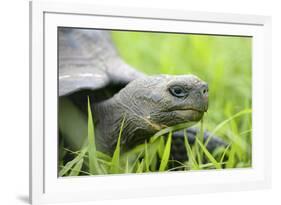 Ecuador, Galapagos, Santa Cruz Island. Galapagos Giant Tortoise-Kevin Oke-Framed Photographic Print