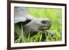 Ecuador, Galapagos, Santa Cruz Island. Galapagos Giant Tortoise-Kevin Oke-Framed Photographic Print