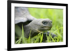 Ecuador, Galapagos, Santa Cruz Island. Galapagos Giant Tortoise-Kevin Oke-Framed Photographic Print