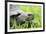 Ecuador, Galapagos, Santa Cruz Island. Galapagos Giant Tortoise-Kevin Oke-Framed Photographic Print