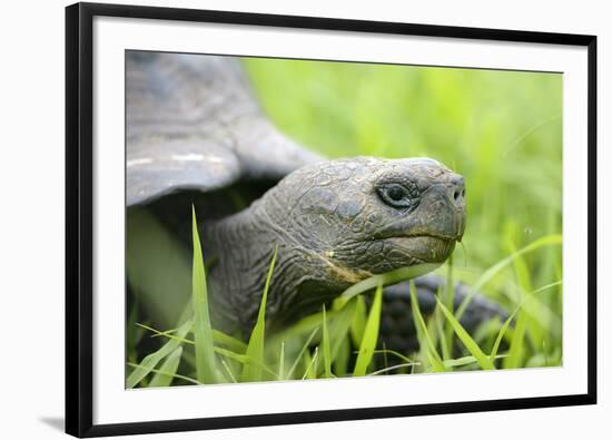 Ecuador, Galapagos, Santa Cruz Island. Galapagos Giant Tortoise-Kevin Oke-Framed Photographic Print