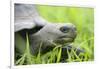 Ecuador, Galapagos, Santa Cruz Island. Galapagos Giant Tortoise-Kevin Oke-Framed Photographic Print