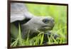 Ecuador, Galapagos, Santa Cruz Island. Galapagos Giant Tortoise-Kevin Oke-Framed Photographic Print