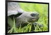 Ecuador, Galapagos, Santa Cruz Island. Galapagos Giant Tortoise-Kevin Oke-Framed Photographic Print