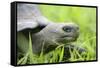 Ecuador, Galapagos, Santa Cruz Island. Galapagos Giant Tortoise-Kevin Oke-Framed Stretched Canvas