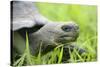 Ecuador, Galapagos, Santa Cruz Island. Galapagos Giant Tortoise-Kevin Oke-Stretched Canvas