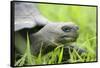 Ecuador, Galapagos, Santa Cruz Island. Galapagos Giant Tortoise-Kevin Oke-Framed Stretched Canvas