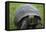 Ecuador, Galapagos, Santa Cruz Island. Galapagos Giant Tortoise-Kevin Oke-Framed Stretched Canvas