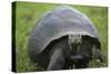 Ecuador, Galapagos, Santa Cruz Island. Galapagos Giant Tortoise-Kevin Oke-Stretched Canvas