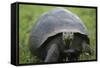 Ecuador, Galapagos, Santa Cruz Island. Galapagos Giant Tortoise-Kevin Oke-Framed Stretched Canvas