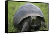 Ecuador, Galapagos, Santa Cruz Island. Galapagos Giant Tortoise-Kevin Oke-Framed Stretched Canvas