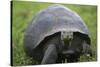 Ecuador, Galapagos, Santa Cruz Island. Galapagos Giant Tortoise-Kevin Oke-Stretched Canvas