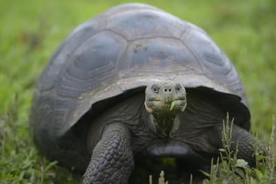 https://imgc.allpostersimages.com/img/posters/ecuador-galapagos-santa-cruz-island-galapagos-giant-tortoise_u-L-PRPVWD0.jpg?artPerspective=n