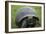 Ecuador, Galapagos, Santa Cruz Island. Galapagos Giant Tortoise-Kevin Oke-Framed Photographic Print