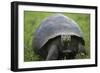 Ecuador, Galapagos, Santa Cruz Island. Galapagos Giant Tortoise-Kevin Oke-Framed Photographic Print