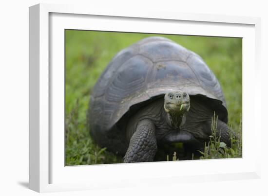 Ecuador, Galapagos, Santa Cruz Island. Galapagos Giant Tortoise-Kevin Oke-Framed Photographic Print