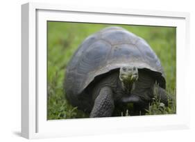 Ecuador, Galapagos, Santa Cruz Island. Galapagos Giant Tortoise-Kevin Oke-Framed Photographic Print