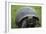 Ecuador, Galapagos, Santa Cruz Island. Galapagos Giant Tortoise-Kevin Oke-Framed Photographic Print