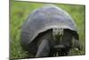 Ecuador, Galapagos, Santa Cruz Island. Galapagos Giant Tortoise-Kevin Oke-Mounted Photographic Print
