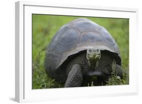 Ecuador, Galapagos, Santa Cruz Island. Galapagos Giant Tortoise-Kevin Oke-Framed Photographic Print