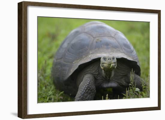 Ecuador, Galapagos, Santa Cruz Island. Galapagos Giant Tortoise-Kevin Oke-Framed Photographic Print