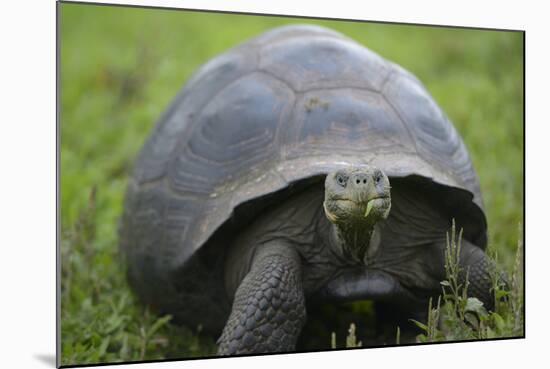 Ecuador, Galapagos, Santa Cruz Island. Galapagos Giant Tortoise-Kevin Oke-Mounted Photographic Print