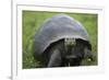 Ecuador, Galapagos, Santa Cruz Island. Galapagos Giant Tortoise-Kevin Oke-Framed Photographic Print