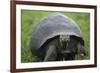 Ecuador, Galapagos, Santa Cruz Island. Galapagos Giant Tortoise-Kevin Oke-Framed Photographic Print