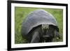 Ecuador, Galapagos, Santa Cruz Island. Galapagos Giant Tortoise-Kevin Oke-Framed Photographic Print