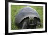 Ecuador, Galapagos, Santa Cruz Island. Galapagos Giant Tortoise-Kevin Oke-Framed Photographic Print