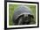 Ecuador, Galapagos, Santa Cruz Island. Galapagos Giant Tortoise-Kevin Oke-Framed Photographic Print