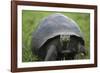 Ecuador, Galapagos, Santa Cruz Island. Galapagos Giant Tortoise-Kevin Oke-Framed Photographic Print