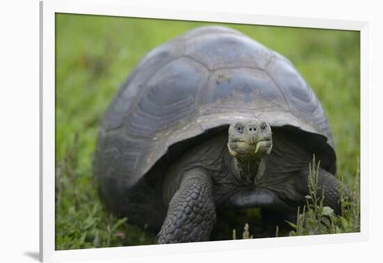 Ecuador, Galapagos, Santa Cruz Island. Galapagos Giant Tortoise-Kevin Oke-Framed Photographic Print