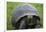 Ecuador, Galapagos, Santa Cruz Island. Galapagos Giant Tortoise-Kevin Oke-Framed Photographic Print